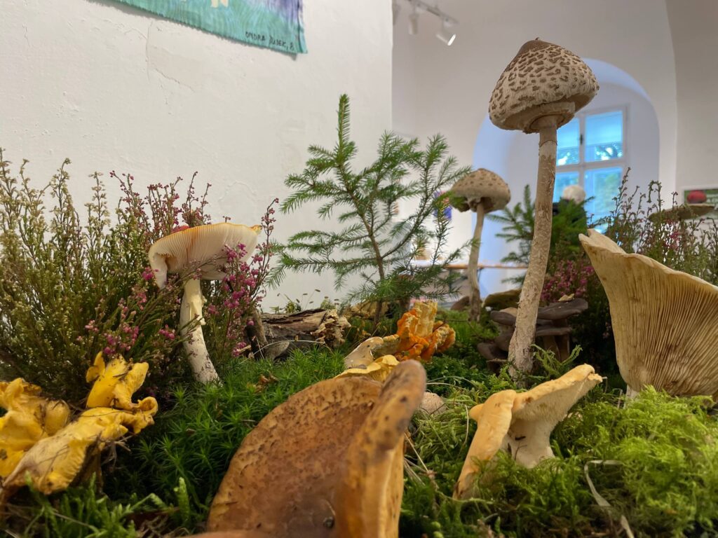 Výstava HOUBY v Muzeu Šumperk