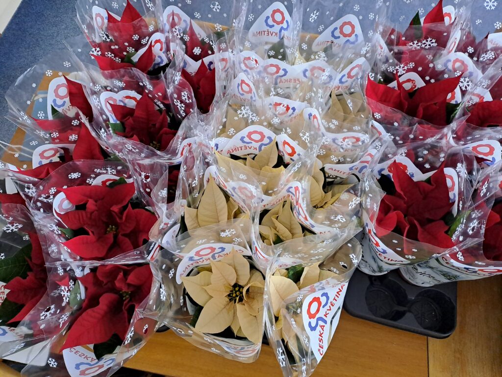 Charitativní sbírka Vánoční hvězda pomáhá nemocným dětem již 28 let!